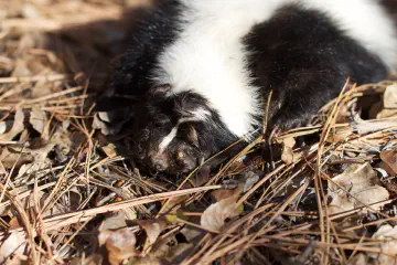 is Skunk Spray Poisonous to Dogs