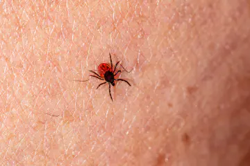 What Do Embedded Ticks Look Like on Dogs