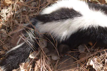What to Do If You Get Sprayed by a Skunk